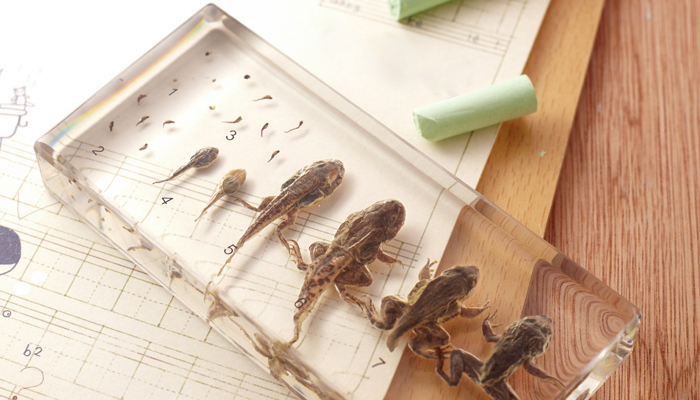 紐扣、透明澆鑄樹脂